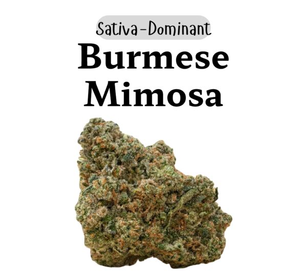 Burmese Mimosa 28g (Sativa-dominant)